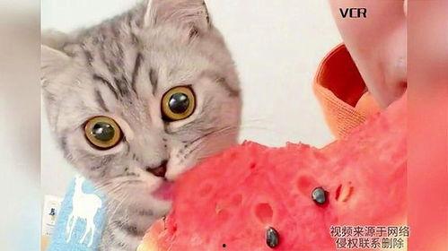 猫咪吃瓜全集免费,全集免费畅享萌宠欢乐时光