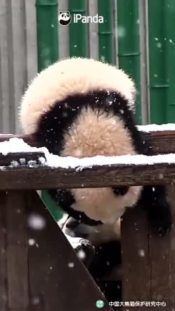 吃瓜小熊横幅,揭秘娱乐圈幕后风云