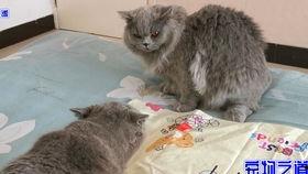 胖猫有瓜吃,揭秘胖猫美食生活