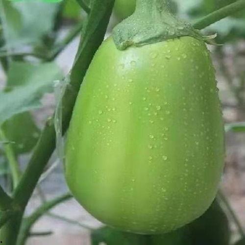永利圆圆吃瓜视频,揭秘娱乐圈幕后故事