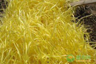 网红种韭黄成功案例,从零到爆红的种植奇遇记